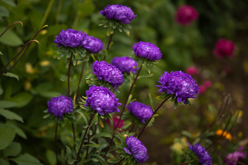 Purple Flower