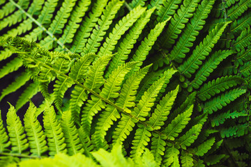 Large green leaves of fern close-up. Detailed background of big foliage with copy space. Textured leaf of polypodiales.