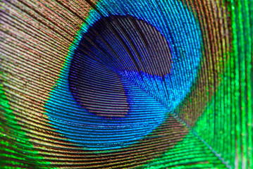 Obraz premium Peacock feather eye abstract closeup background..