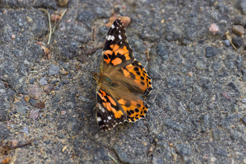 Black and orange butterfly