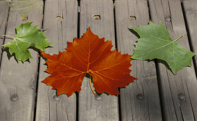 Naklejka na ściany i meble Multi-colored autumn leaves on a wooden background