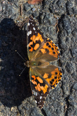 Black and orange butterfly