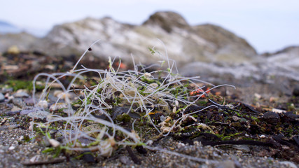 Plastic pollution on the Cornish coast