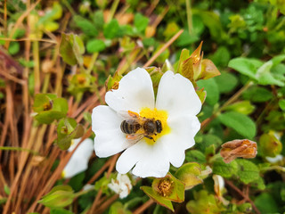 European bee over a rock-rose flower