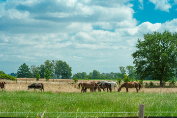 Horse in spring pasture. The horse eating the green grass at the spring meadow