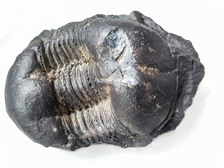 Devonian trilobite fossil