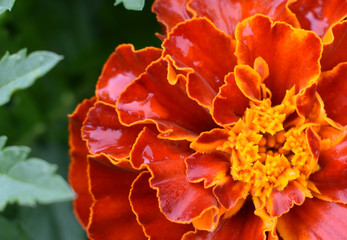  Flower on a green background