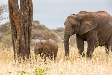 Elefantenkuh mit Kälbchen