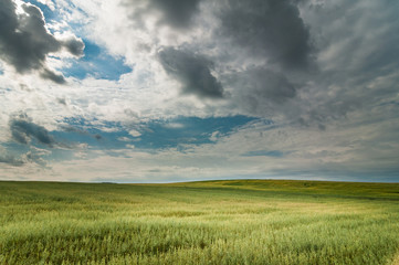 agricultural landscape. the oat field is beautifully illuminated by the sun through the clouds in the dramatic sky