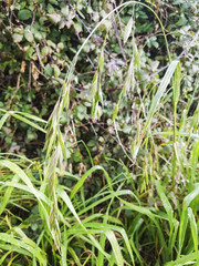 Ripgut brome