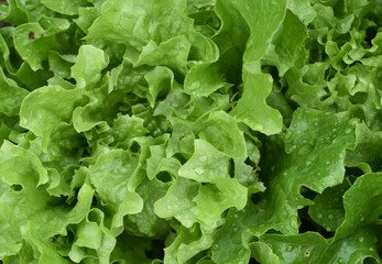 Green salad