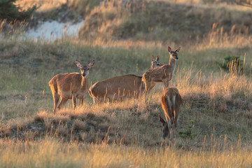 Rotwild an der ostseeküste