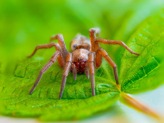 Makro einer Spinne auf einem grünen Blatt