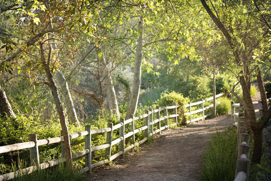 Photograph of a tree lined trail in the sunshine