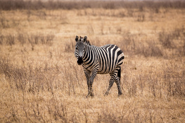 Fototapeta na wymiar Zebra (Equus quagga)