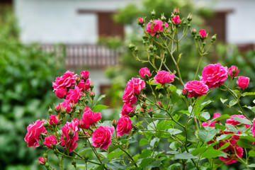 Bush of pink roses, summertime floral background