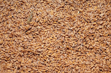 Heap of spelt seeds without hulls