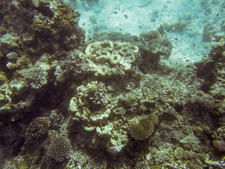 Naklejka na ściany i meble Korallenriff - Unterwasseraufnahme