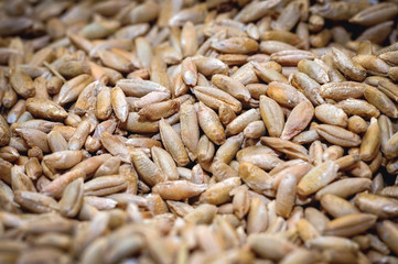 Close up on a pile of rye grains