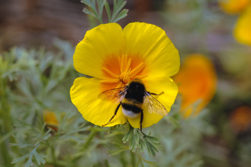 Close up on a Eschscholzia californica flower commonly known as California poppy or Golden poppy