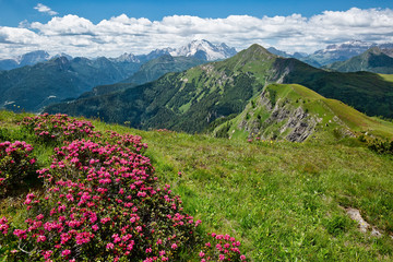 Rhododendrons blossom on mountain slopes in spring