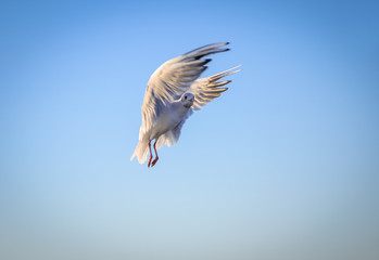Sea gull flying over batlic Sea in Swinoujscie, Poland
