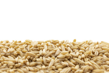 brown oats grain on isolated white background