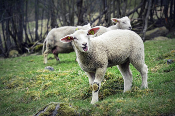 Naklejka na ściany i meble two small white lambs standing on a green pasture - flam norway spring