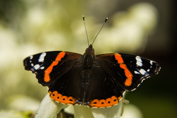 Fototapeta na wymiar Red admiral butterfly on close-up