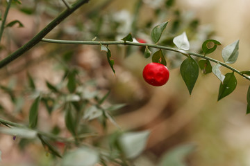 russian wild forest berry