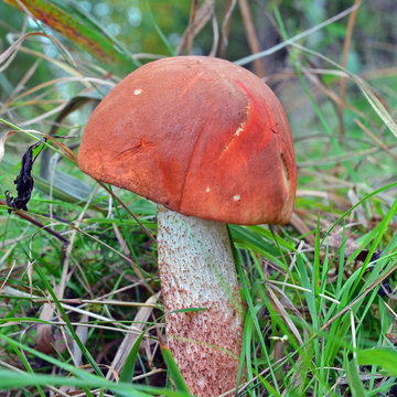 Leccinum vulpinum mushroom