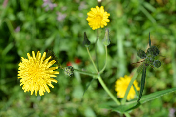 Close-up of Common Sowthistle Flowers, Nature, Macro