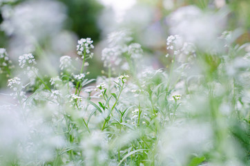 beautiful white flowers, softness, background for wedding invitations