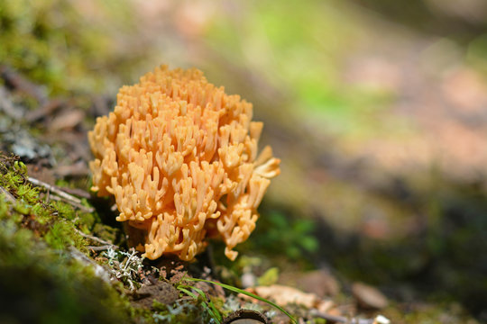 ramaria formosa mushroom