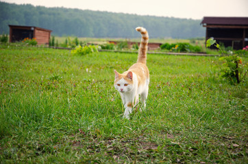 Red stray cat outdoor in nature