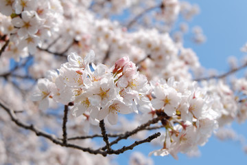 桜 - ソメイヨシノ