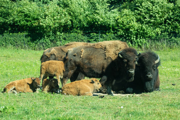 family bisons in the landscape in the big zoo 
