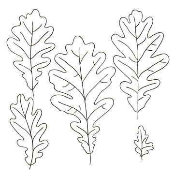 vector contour trees oak leaf botanical hand drawn sketch coloring book