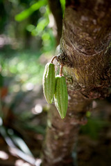 kakaowiec madagaskar