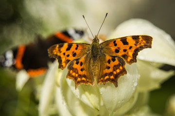 Polygonia c-album - comma butterfly