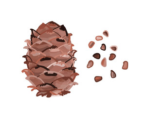 Cedar cone, sketch for your design