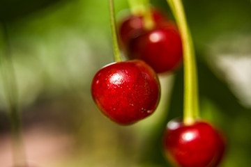 Red cherries on the tree - blurred background