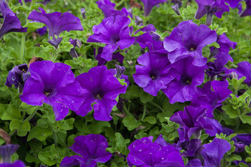 Petunia flowers.