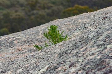 Growth From Granite