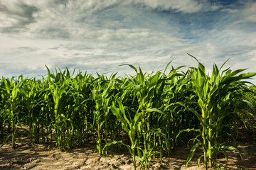 Corn field and gray clouds in the sky