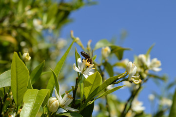Flower of Sicily, Close-up of Clementine Flowers with a Bee Collecting Pollen