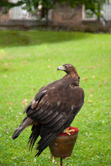 golden eagle on roost