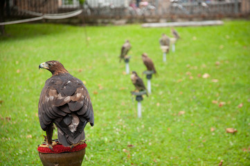 golden eagle on roost