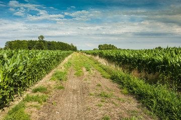 Fototapeta na wymiar Road through a corn field