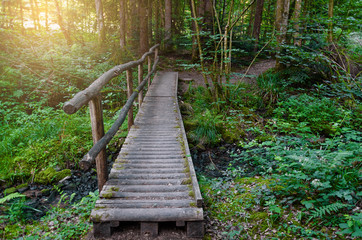 Fototapeta premium Landscape of the forest. Walking through wild, protected forests